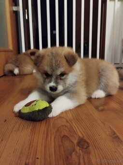 Štěňata Akita inu - 2