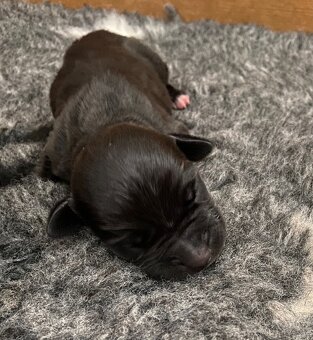 American Bully XL s PP k rezervaci - 2