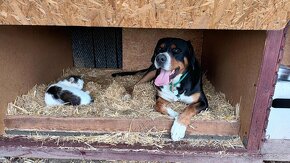 Velký švýcarský salašnický pes s PP - krytí - 2