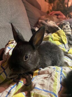 Králík zakrslý - mláďata - 2