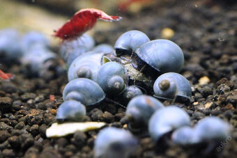 Aktuální nabídka akvarijních rybek,šneků,krevet - 2