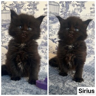 Mainská mývalí koťátka bez pp - 2