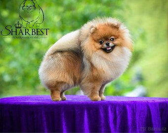 Pomeranian s PP FCI, chovný a výstavní pes - 2