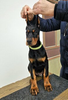 KUPIROVANÁ ŠTĚŇÁTKA DOBRMANA S PP FCI - 2