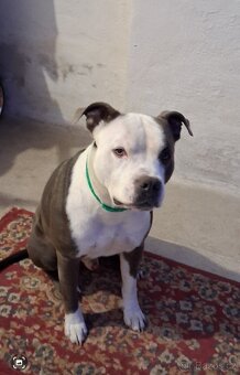 Americký stafordšírský teriér štenatko - 2