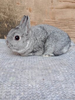 Zakrslý činčilový - 2