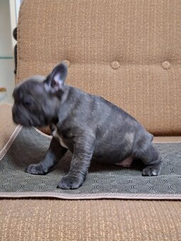 Francouzský buldoček modrý - 2