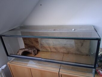 Terárium - plazi - 2