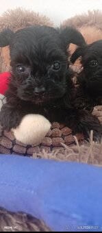 Jorkšírský teriér,Biewer,Merle, Black - 2