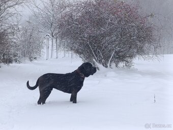Cane CORSO - NABÍDKA KE KRYTÍ - 2