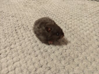 Křeček syrský - mláďata - 2