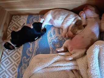 Štěňata Kavalíra - 2