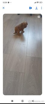 Trpaslíci pudlik - 2