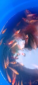 Koi kapr - 2