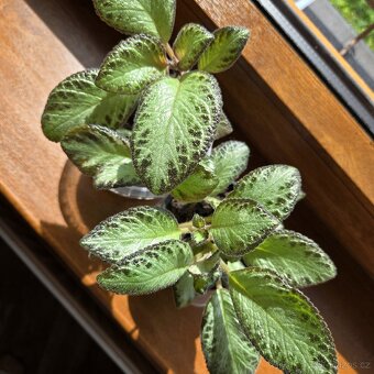 Episcia cupreata sadičky - 2