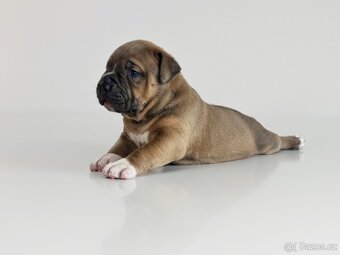 American Bully XL holčička - 2