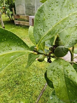 Citrus Limon - Citronik - Siracusano - 2
