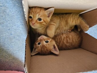 Červený zrzavý rezavý oranžový red kocourek „ Garfield „ - 2
