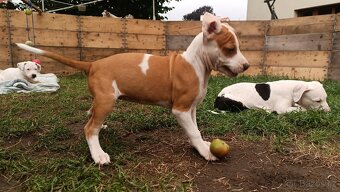 Americký pitbulteriér - 2