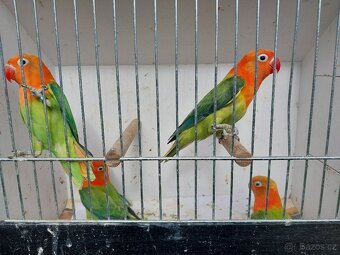 Agapornis fischeri - 2