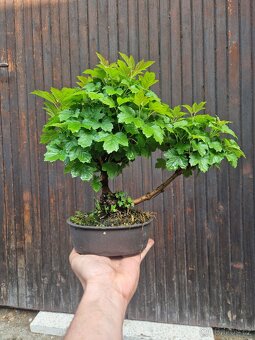 Bonsai, Bonsaj - Viburnun 3 - 2