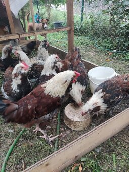 Faverolka velká lososová - kohout - 2