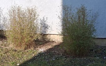 Bambus. Který si vyberete. - 2