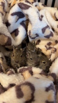 Osmáčci degu - 2