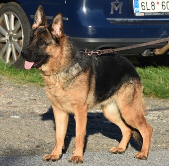 Německý ovčák s PP - 2