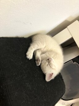 Čistokrevná britská krátkosrstá koťata po rodičích s PP - 2