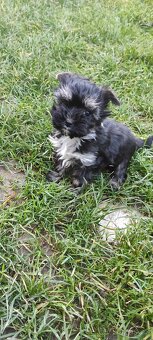 Jorkšírský teriér - 2