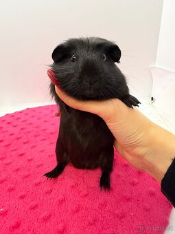 Morče crested sameček černá s PP - 2