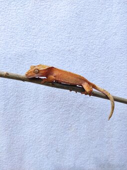 pagekon řasnatý, terárium - 2