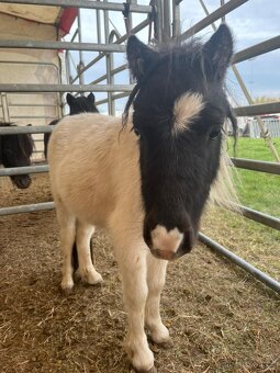 Prodám poníka - 2