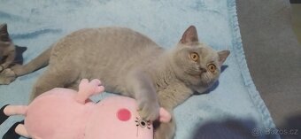 Britská koťátka krátkosrstá - 2