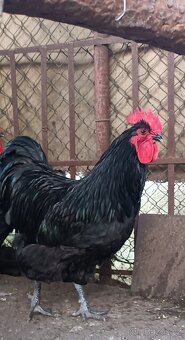 Krásný velký kohout - 2