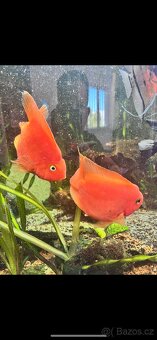 Cichlida papoušci - 2