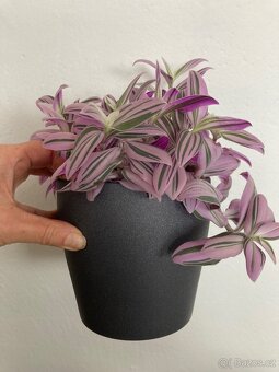 Voděnka tradescantia Nanouk - 2
