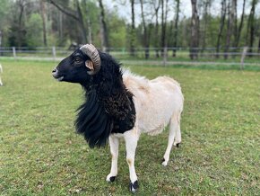 Beran Dorper/Kamerunská ovce - 2