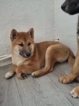 Shiba inu - 2