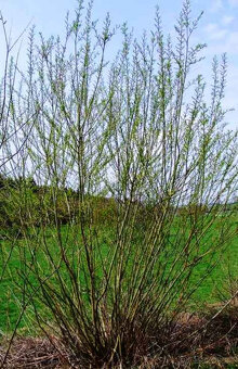 Vrba košíkářská 100 cm - 2