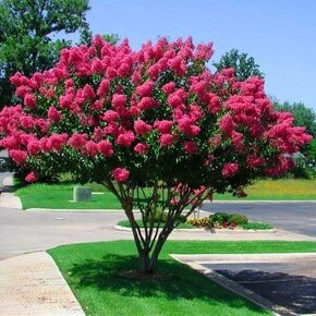 Krepová myrta - Lagerstroemia indica 300 semen 50 Kč - 2