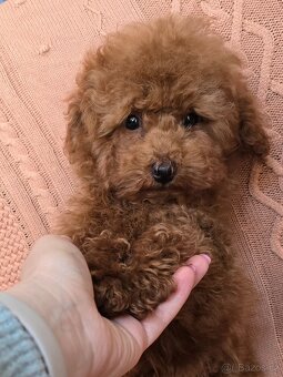 Toy pudlík z čínské linie – 3 měsíce, teddy typ, red brown - 2