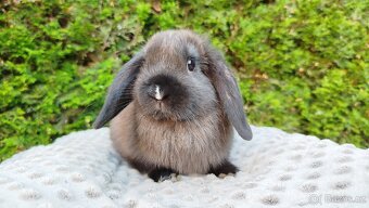 Zakrslý beránek, králíček, králík - PATRICIE - 2