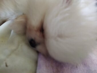 Pomeranian - 2