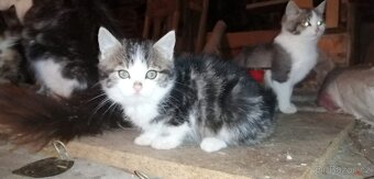 Darujeme koťátka - 2