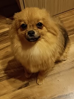 Pomeranian/Zwergspitz s PP - 2