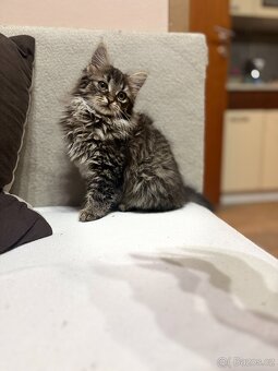 Mainské Mývalí koťátko bez PP - 2