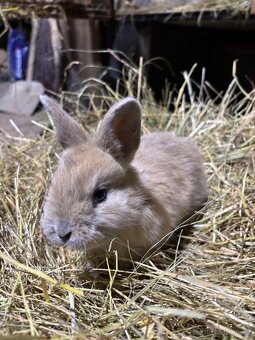 Prodám zakrslé králíky - 2