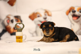 Jorkšírský teriér štěnátka s PP, Pontík, Pivík, Pusík.... - 2